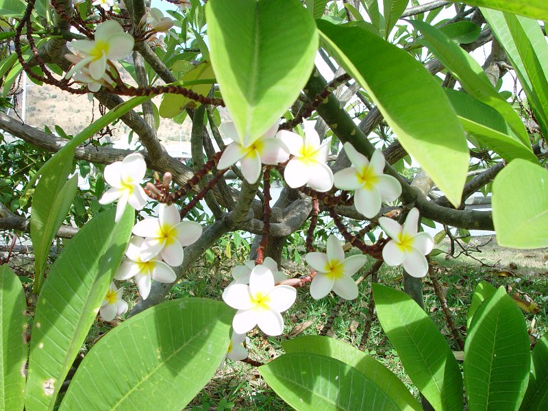 Mauritius 2006 (92).JPG